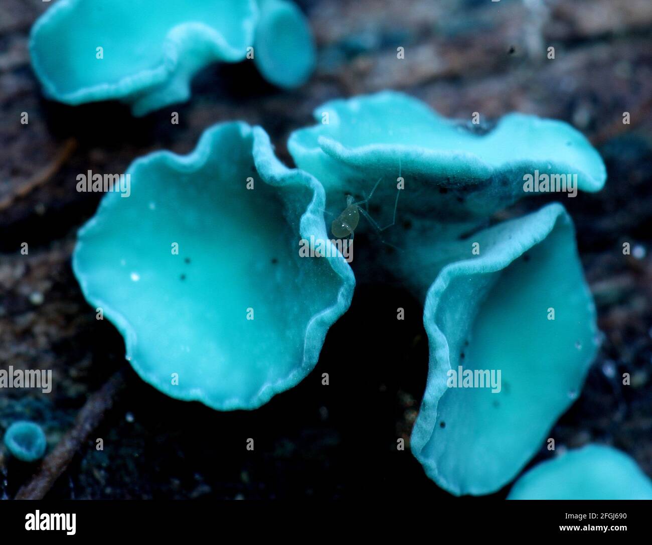 Fungo di colorazione blu (Chlorociboria aeruginascens) Foto Stock