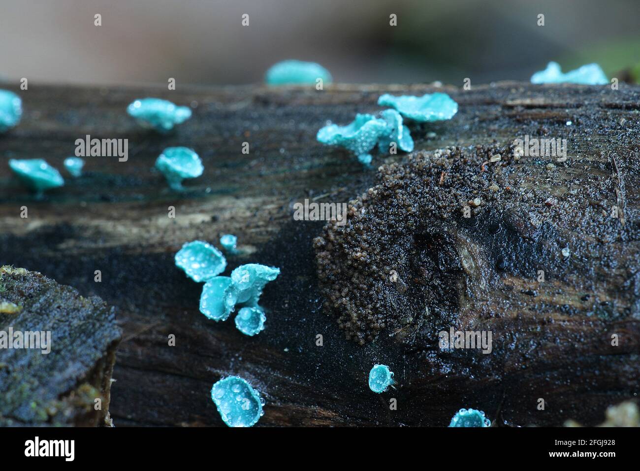 Fungo di colorazione blu (Chlorociboria aeruginascens) Foto Stock