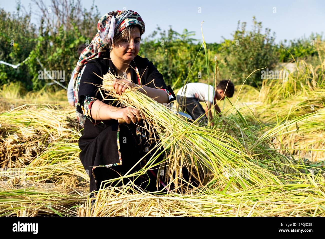 raccolta del riso sui risaie di isfahan Foto Stock