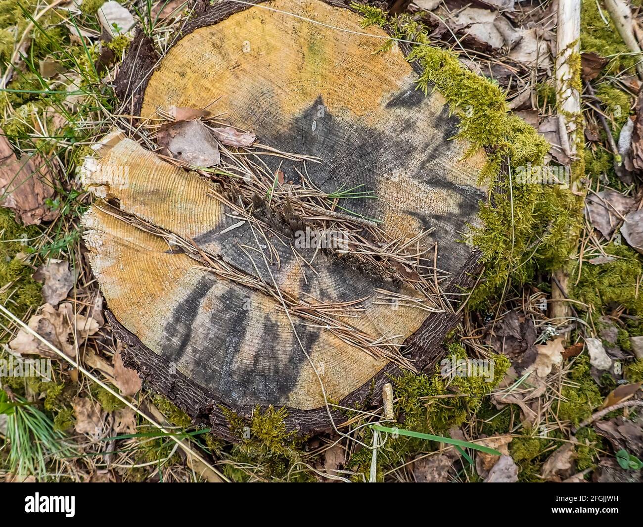 Danni da tempesta. Alberi rovesciati nella foresta dopo una tempesta. Foto natura e foresta. Foto Stock