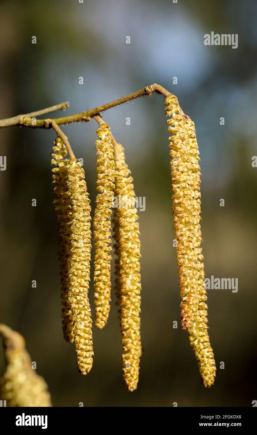 Comune fiore di nocciolo (Corylus avellana) Foto Stock