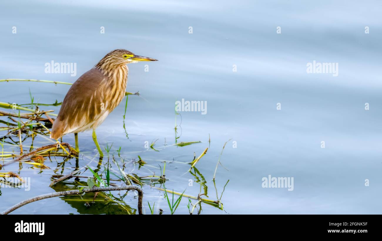 Airone indiano dello stagno che aspetta i pesci per muoversi Foto Stock