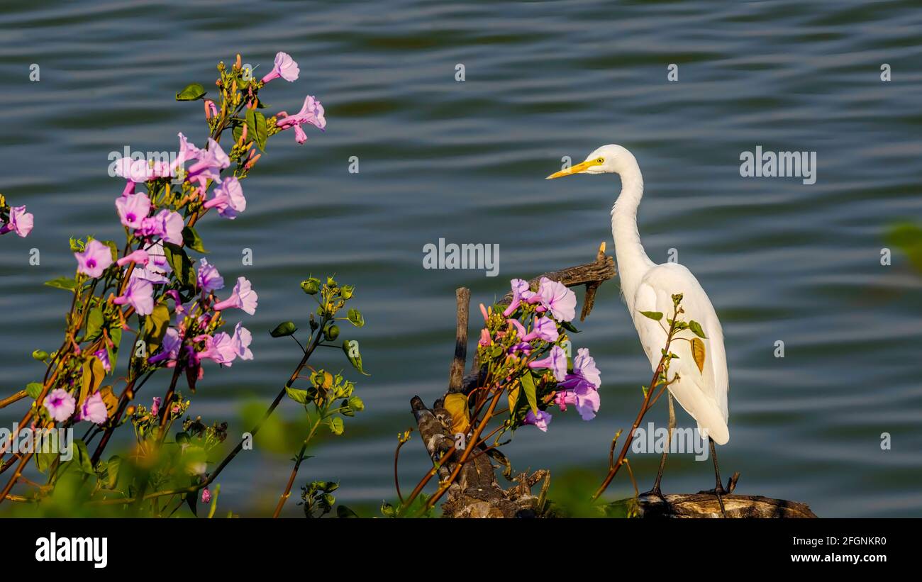 Egret di bestiame che aspetta elegantemente sul bordo dell'acqua vicino a una splendida pianta fiorita. Foto Stock Egret di bestiame che aspetta elegantemente sul bordo dell'acqua vicino a una splendida pianta fiorita. Foto Stock