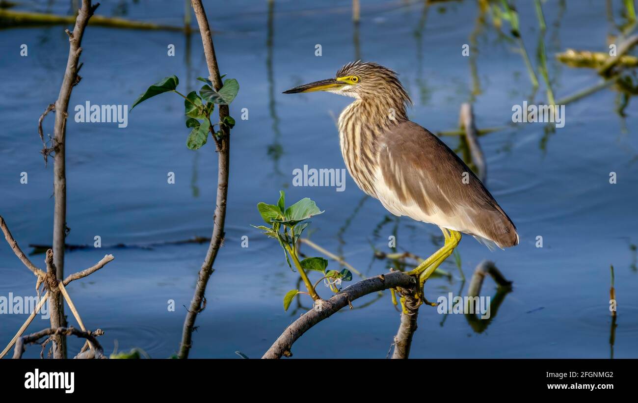 Indian Pond Heron seduto ancora in attesa di azione Foto Stock