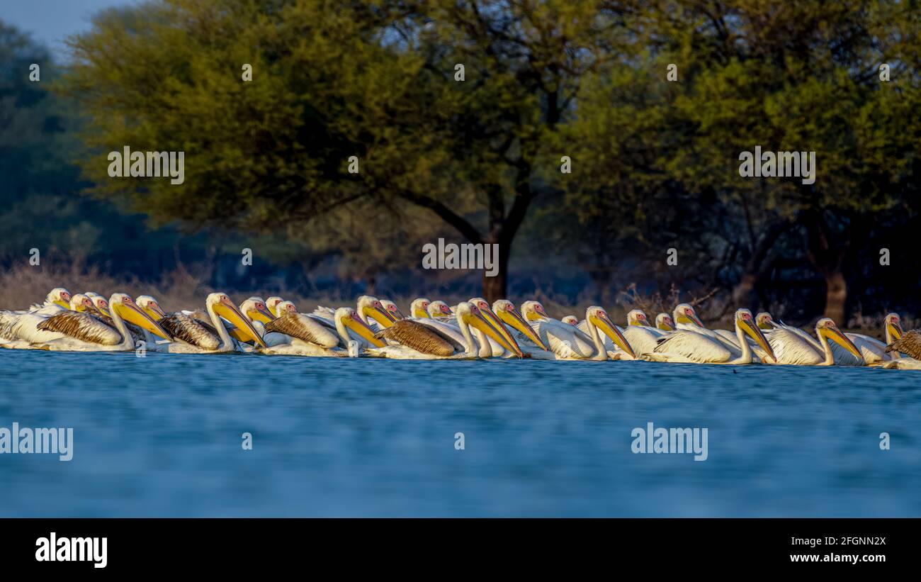 Grandi Pellicani bianchi nuotano insieme e pescano in acque aperte al lago Thol, in Gujarat Foto Stock