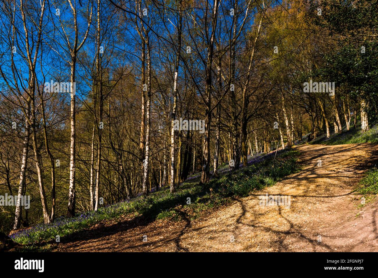 Bluebell legno e ghiaia percorso in primavera, Emmetts Garden, Kent, Regno Unito Foto Stock