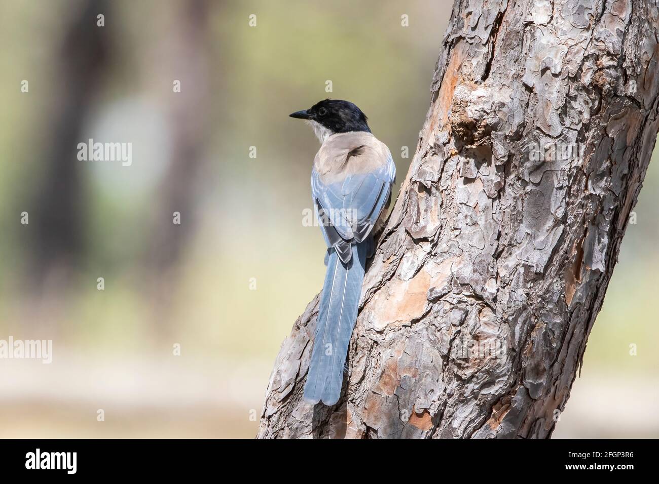 Magpie iberica o magpie azzure-alato, Cyanaopica cuoki, adulto singolo arroccato su un albero, Coto Donana, Siviglia, Spagna Foto Stock