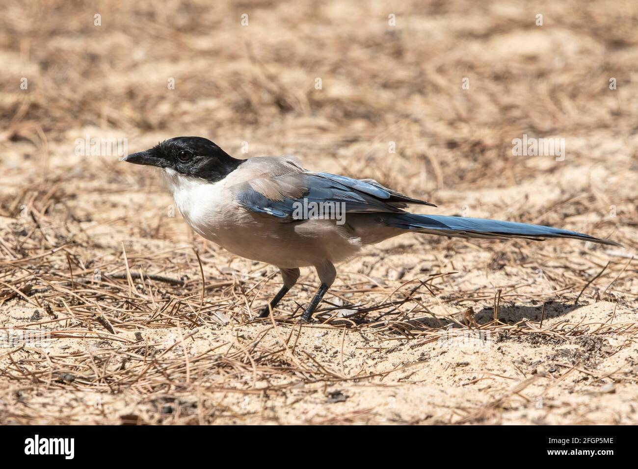 Magpie iberica o magpie alato azzure, Cyanaopica cuoki, singolo adulto in piedi a terra, Coto Donana, Siviglia, Spagna Foto Stock
