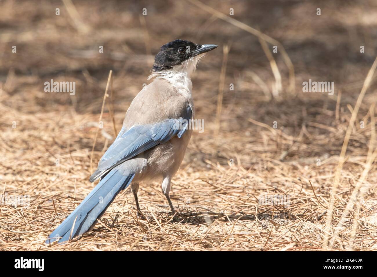 Magpie iberica o magpie alato azzure, Cyanaopica cuoki, singolo adulto in piedi a terra, Coto Donana, Siviglia, Spagna Foto Stock