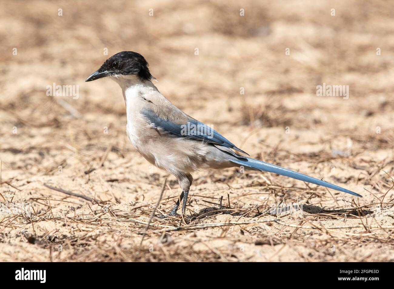 Magpie iberica o magpie alato azzure, Cyanaopica cuoki, singolo adulto in piedi a terra, Coto Donana, Siviglia, Spagna Foto Stock