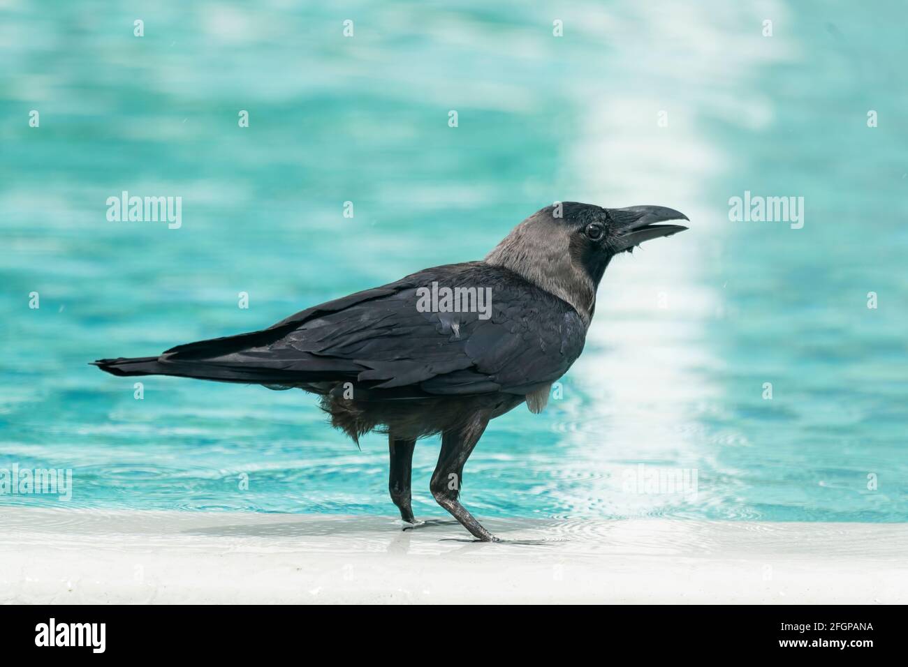 Casa corvo, corvo indiano o corvo Ceylon, corvus splendens, singolo adulto in piedi sul terreno vicino all'acqua. Sri Lanka Foto Stock