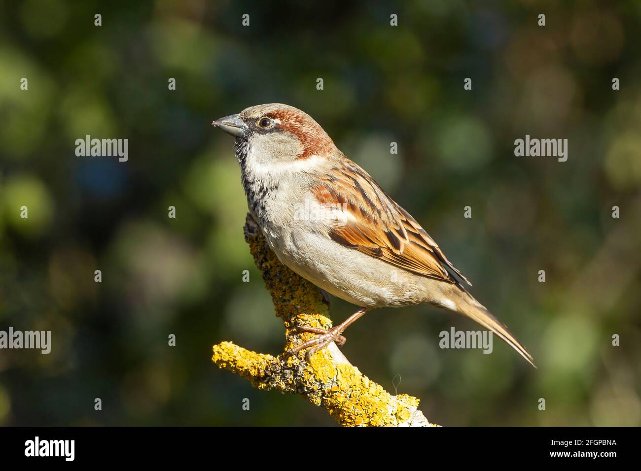 Casa passera, Passer domsetticus, singolo adulto maschio appollaiato sul ramo coperto di lichen, Biggleswade, Inghilterra, Regno Unito Foto Stock