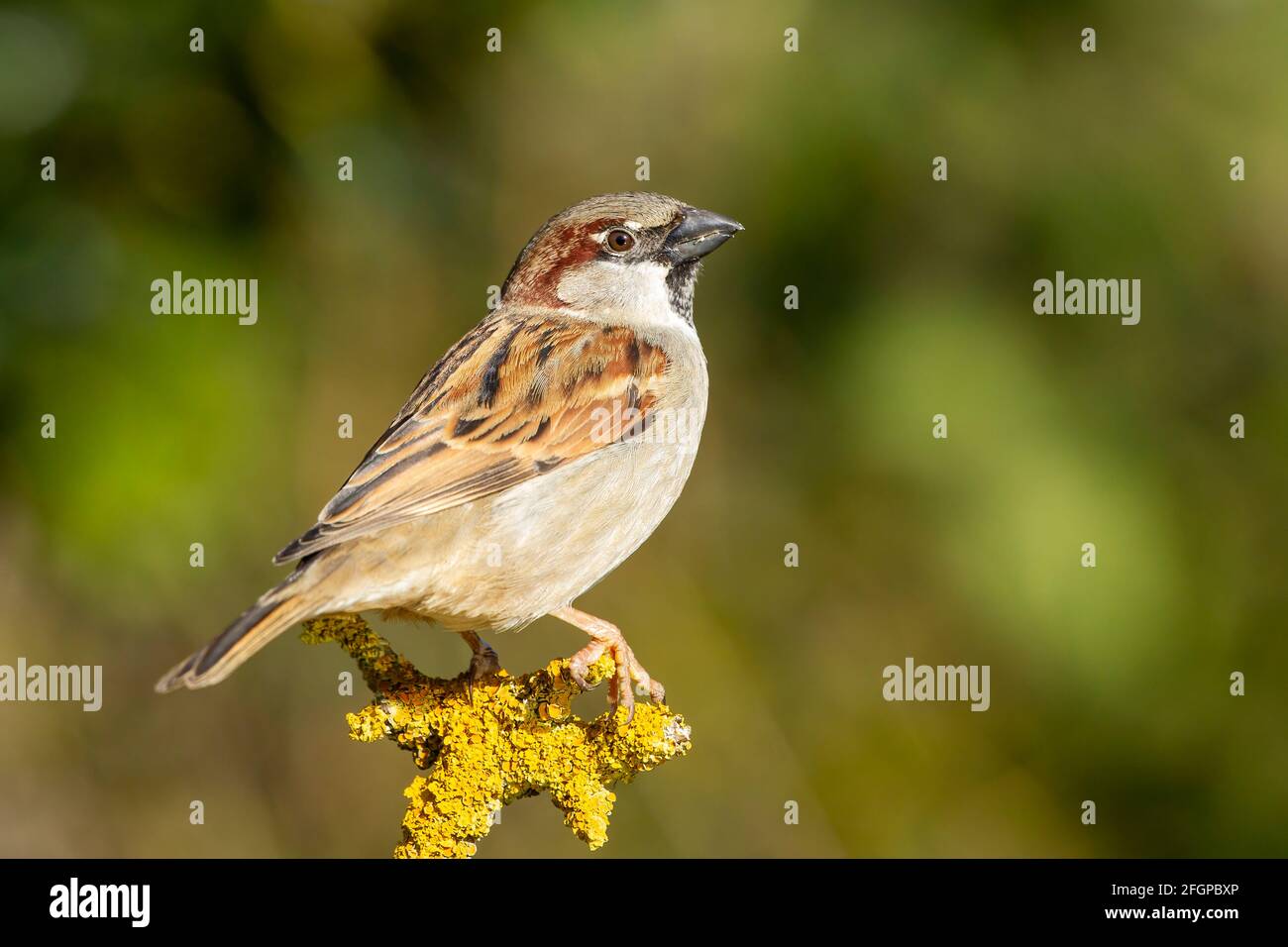 Casa passera, Passer domsetticus, singolo adulto maschio appollaiato sul ramo coperto di lichen, Biggleswade, Inghilterra, Regno Unito Foto Stock