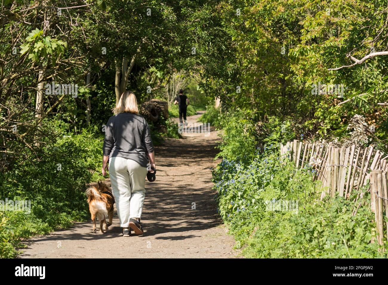 Una donna solitaria e il suo cane da compagnia camminano sull'alzaia accanto al Tamigi a sud-ovest di Londra, Inghilterra, Regno Unito Foto Stock