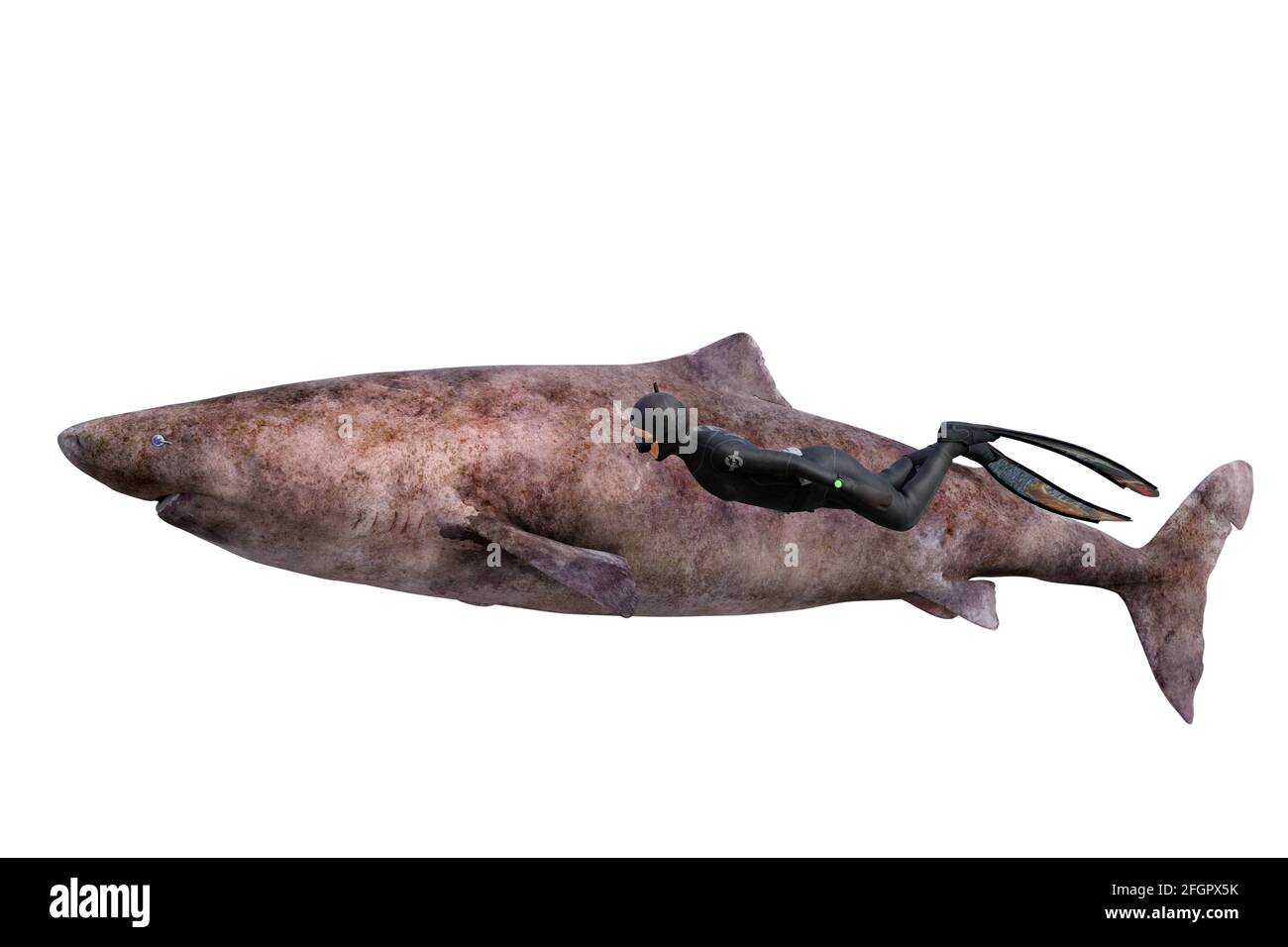 Confronto tra le dimensioni dello squalo groenlandese e del freediver Foto Stock