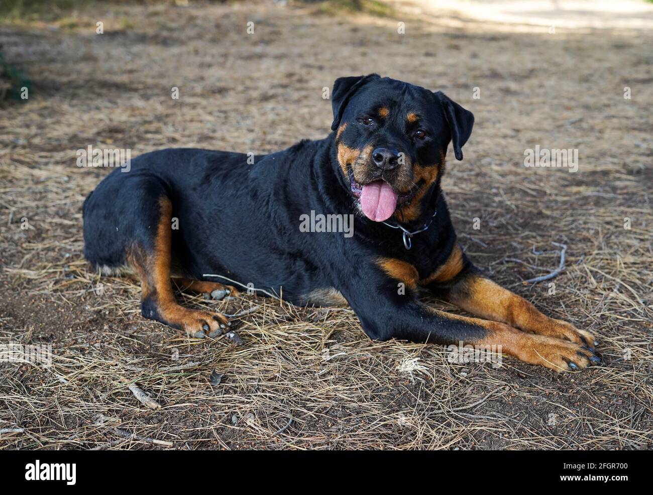 Rottweiler razza cane che riposa in giù nella foresta Foto Stock