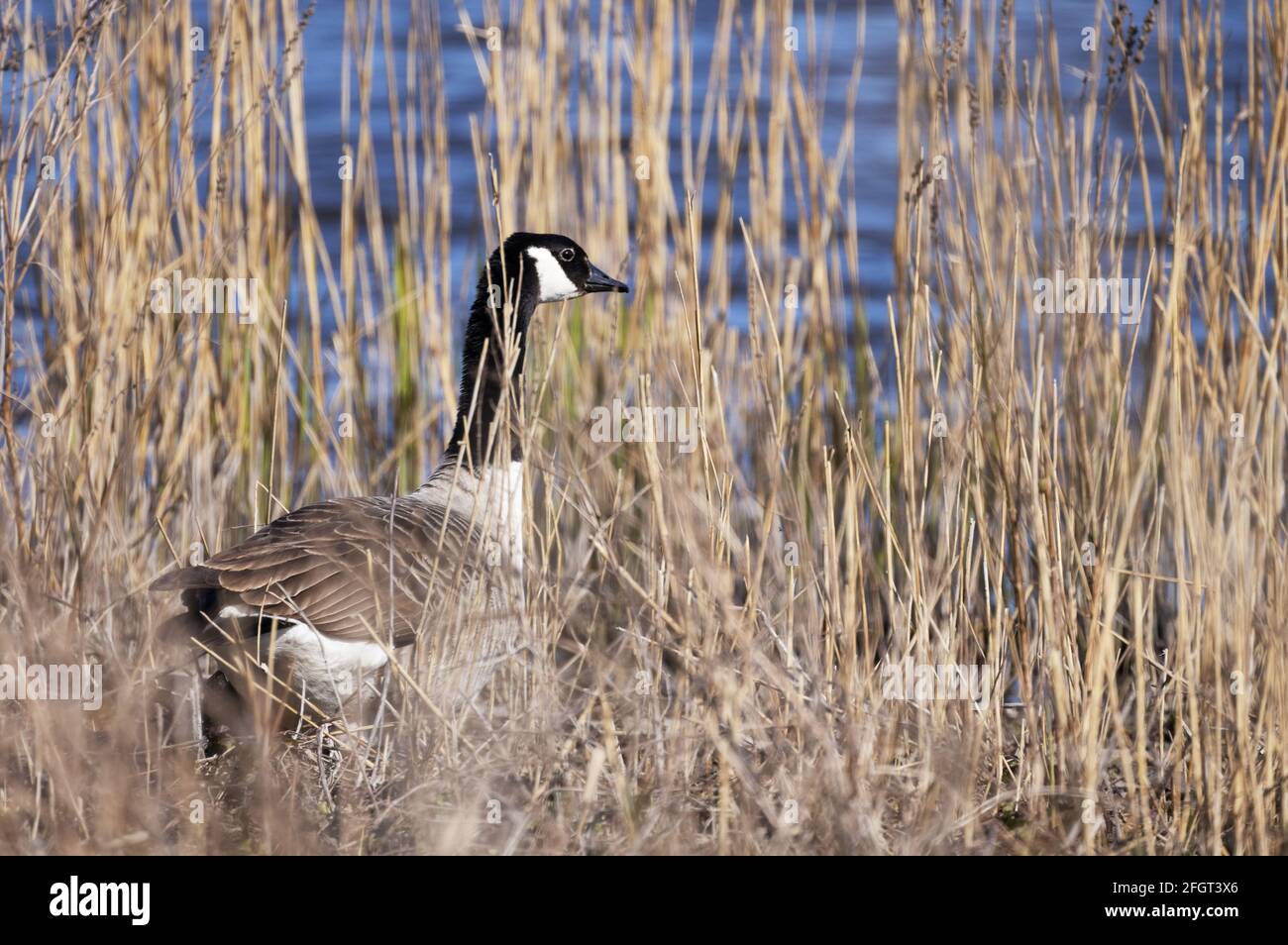 Canada oca adulto, Branta canadensis, in canne, Kingfishers Bridge riserva naturale, Cambridgeshire Inghilterra Regno Unito Foto Stock