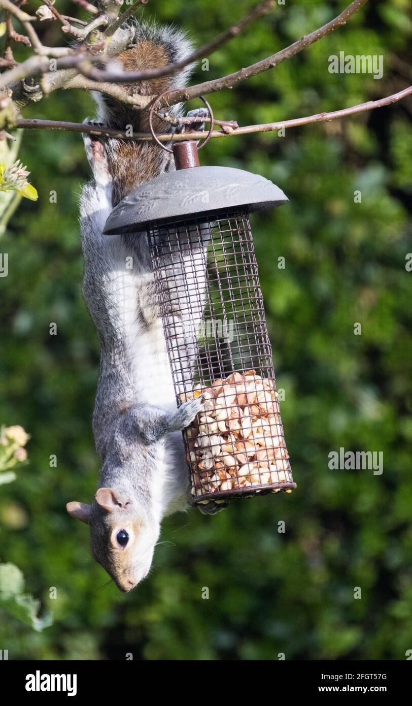 Scoiattolo grigio su un alimentatore di uccelli UK; uno scoiattolo grigio orientale, Sciurus carolinensis, cercando di ottenere arachidi da un alimentatore di uccelli da giardino Suffolk UK Foto Stock