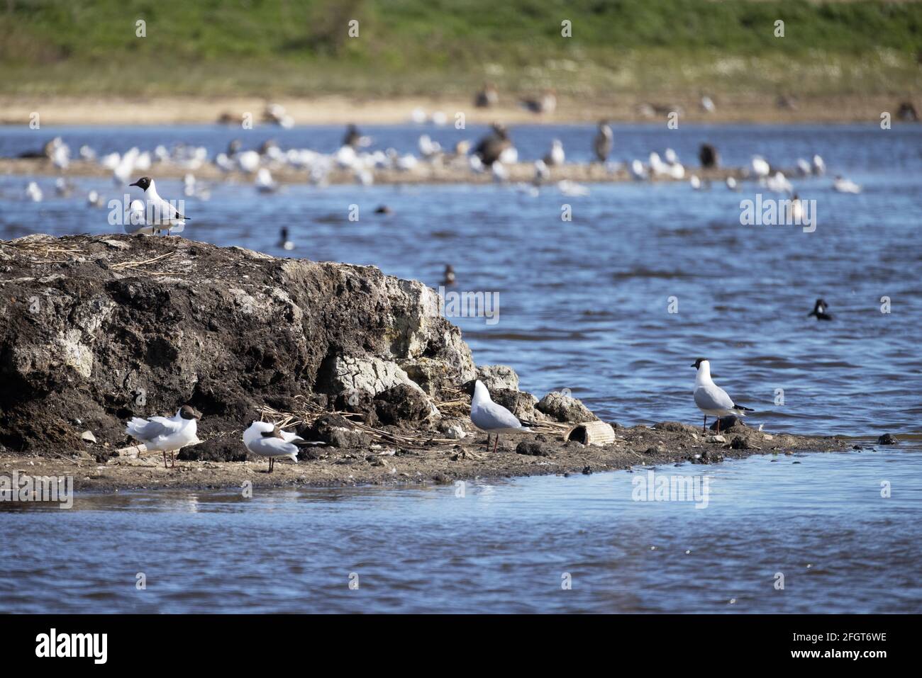 Kingfishers Bridge Nature Reserve Cambridgeshire; uccelli acquatici tra cui gabbiani a testa nera sul lago, Cambridge Inghilterra Regno Unito Foto Stock
