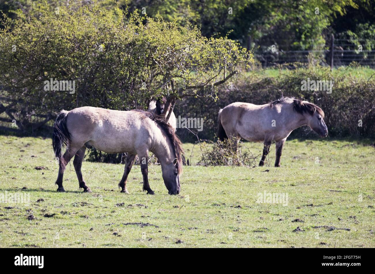 Cavalli Konik, Equus ferus caballus, un cavallo semifero originario della Polonia; visto alla Riserva Naturale del ponte di Kingfisher, Wicken, Cambridgeshire UK Foto Stock