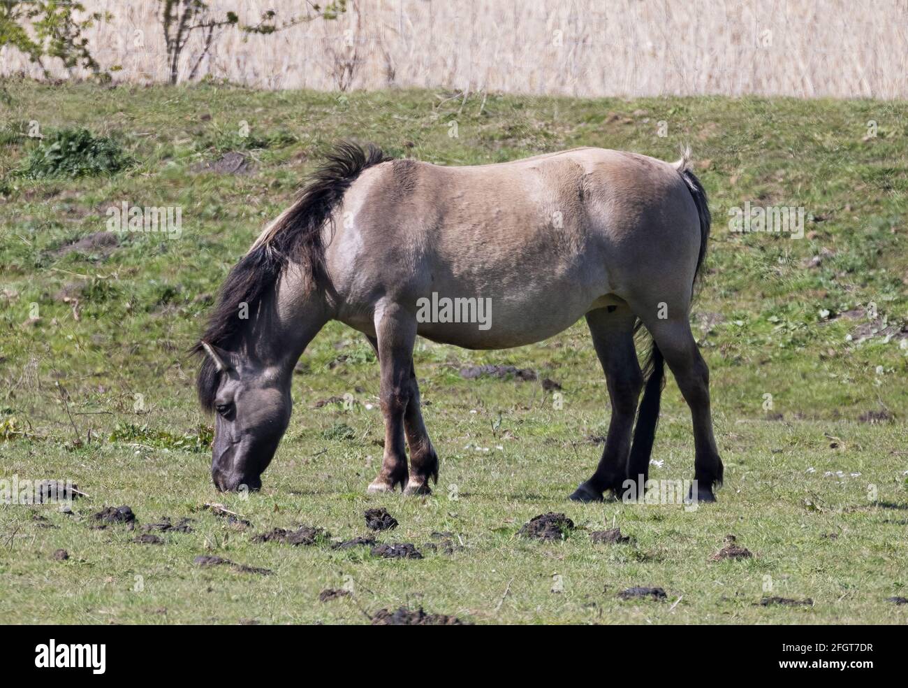 Cavallo Konik, Equus ferus caballus, un cavallo semi-ferale originario della Polonia; visto alla Riserva Naturale del ponte di Kingfisher, Wicken, Cambridgeshire UK Foto Stock