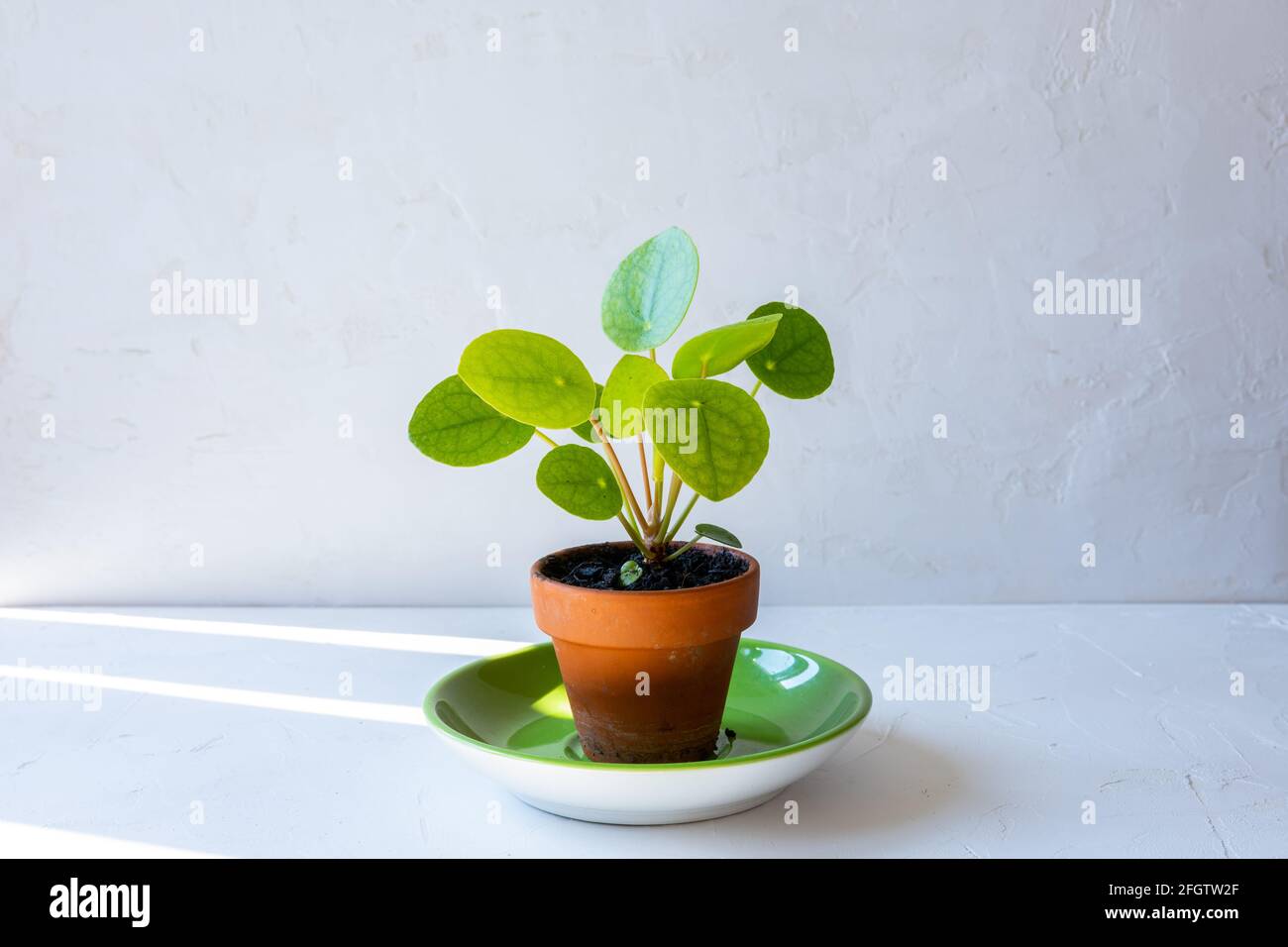 Cute litte pilea o cinese money pianta in una piccola pentola di terracotta su un piatto verde di fronte al muro bianco. Foto Stock