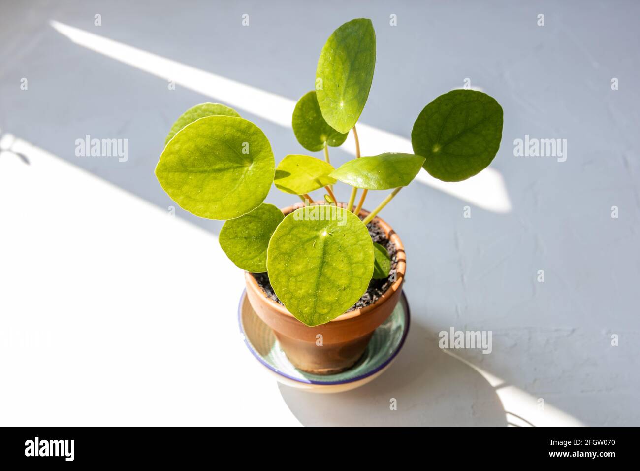 Cute litte pilea o cinese money pianta in una piccola pentola di terracotta su un piatto verde di fronte al muro bianco. Foto Stock