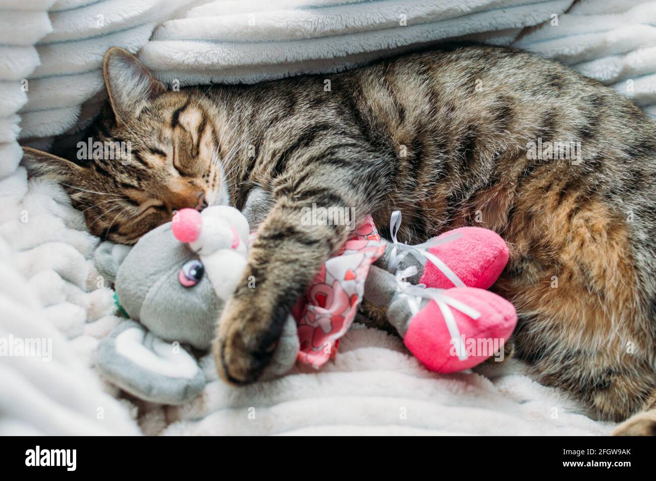 Ritratto di un gatto dormiente su un letto bianco da vicino Foto Stock