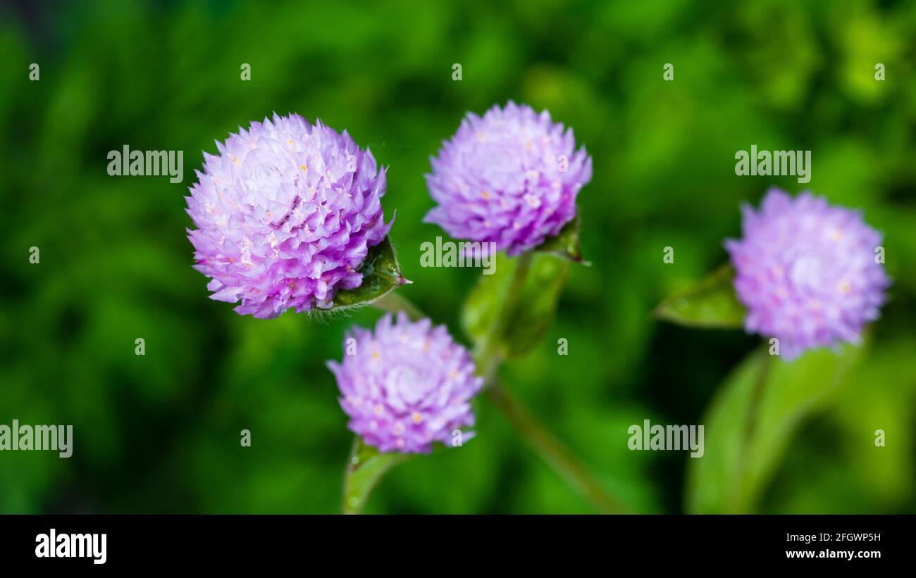 Globo amaranto fiore fiorire in giardino Foto Stock