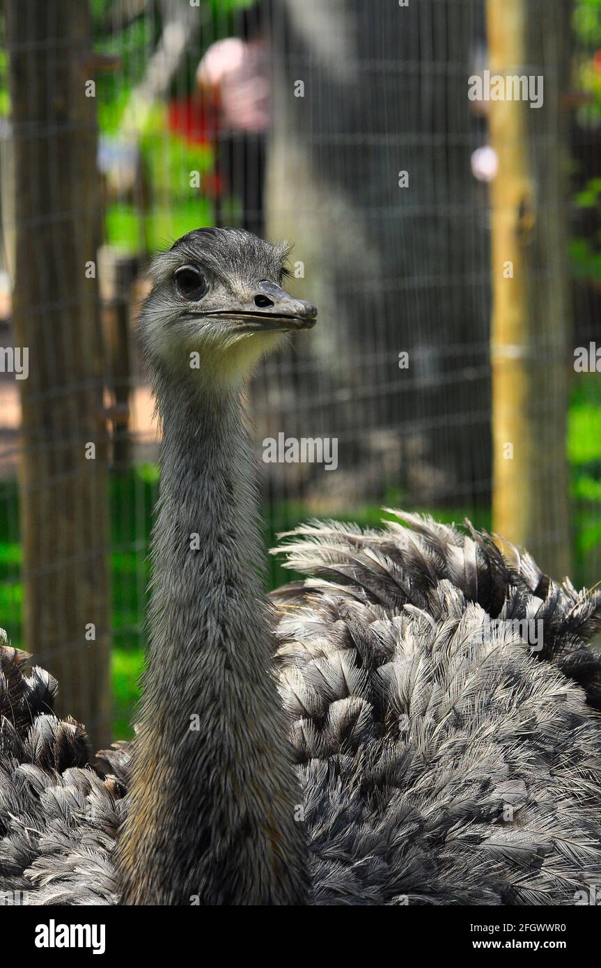 EMU, il più grande uccello brasiliano Foto Stock
