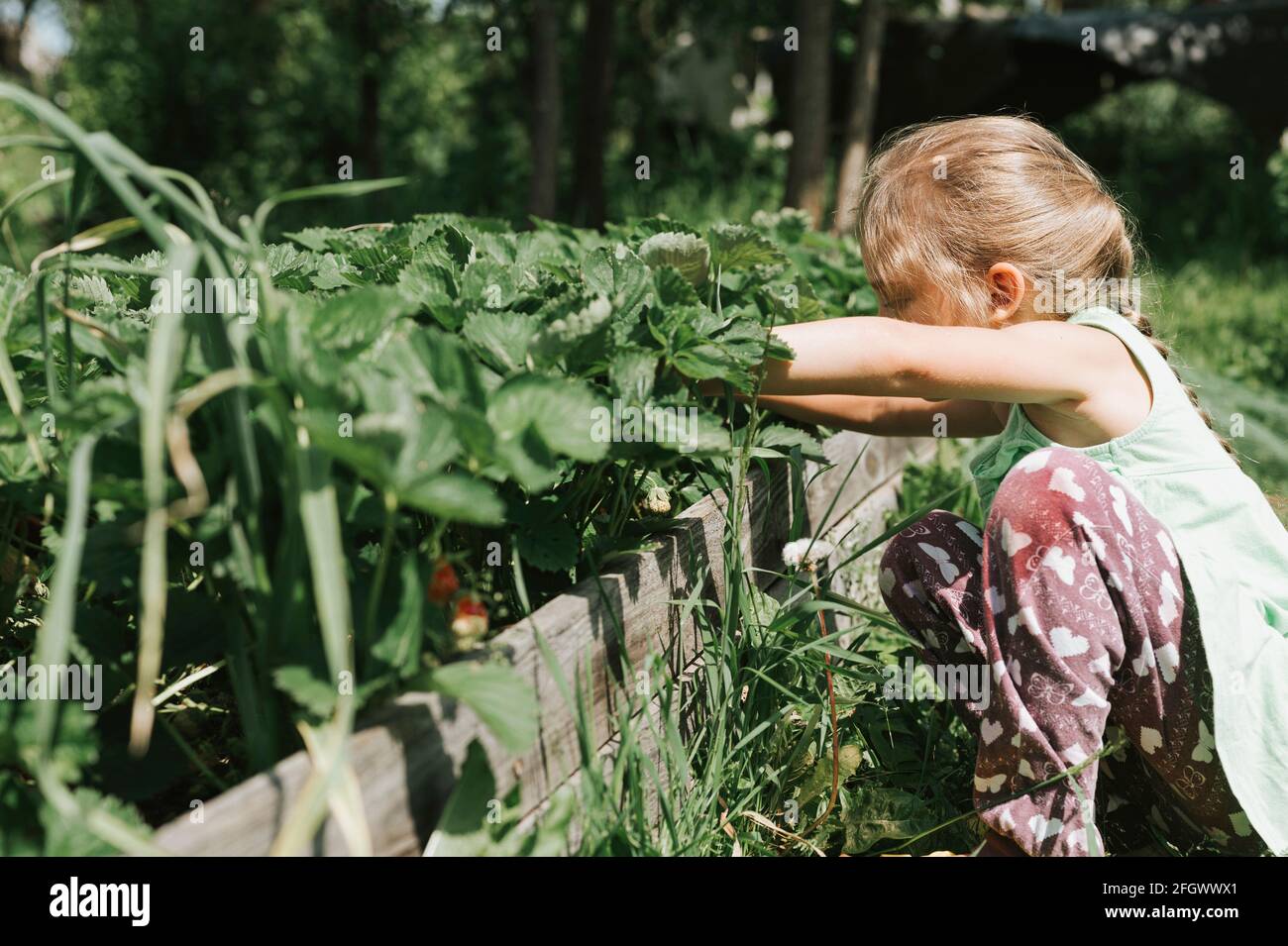 ragazzina raccogliendo fragole mature nella stagione estiva su piantagione di fragole biologiche. vendemmia bacche Foto Stock