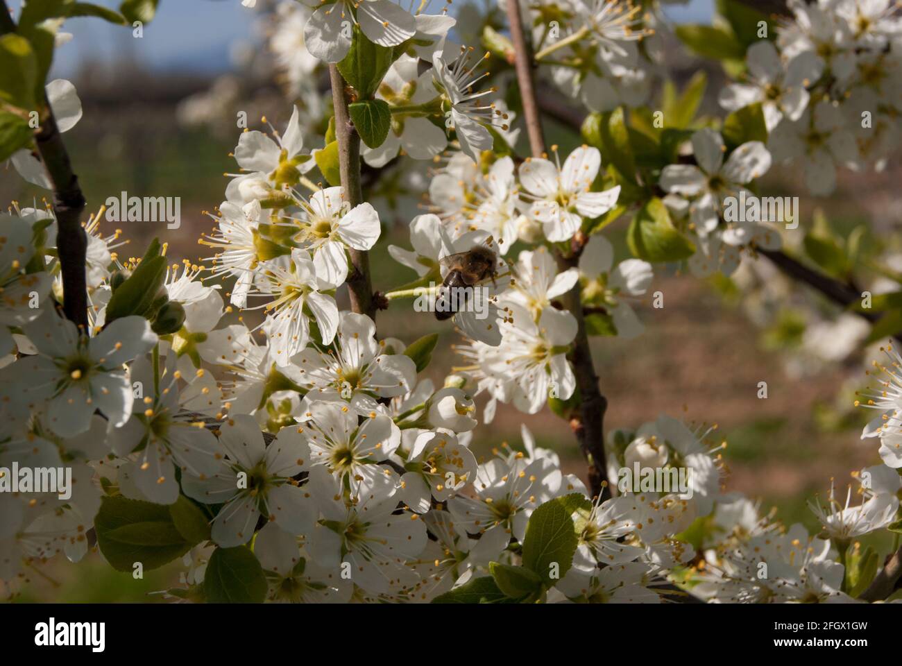 Primavera a Bad Vilbel, Assia, Germania Foto Stock