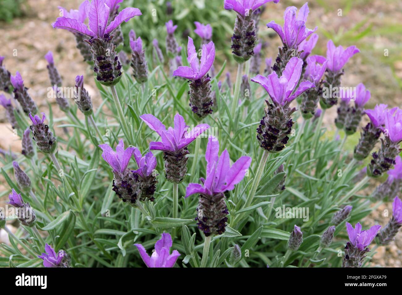 Lavanda sormontata o lavanda stoechas cespuglio. Francese o spagnolo lavanda fioritura pianta. Punte di fiori viola primaverili e foglie argentate. Foto Stock