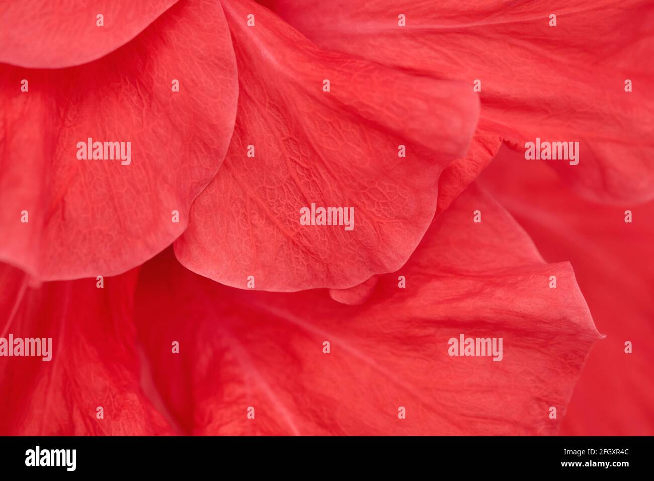 Primo piano petali di fiori, astratto sfondo naturale con colore rosso vivo. Foto Stock