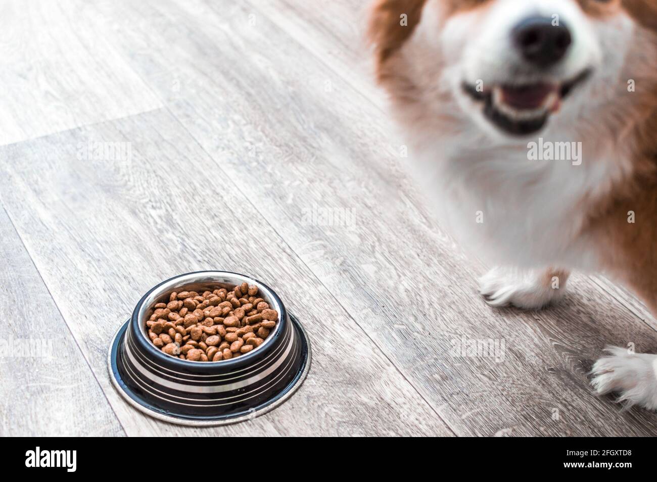Ritratto di un cane con una ciotola di cibo secco. Concetto di cibo per cani Foto Stock