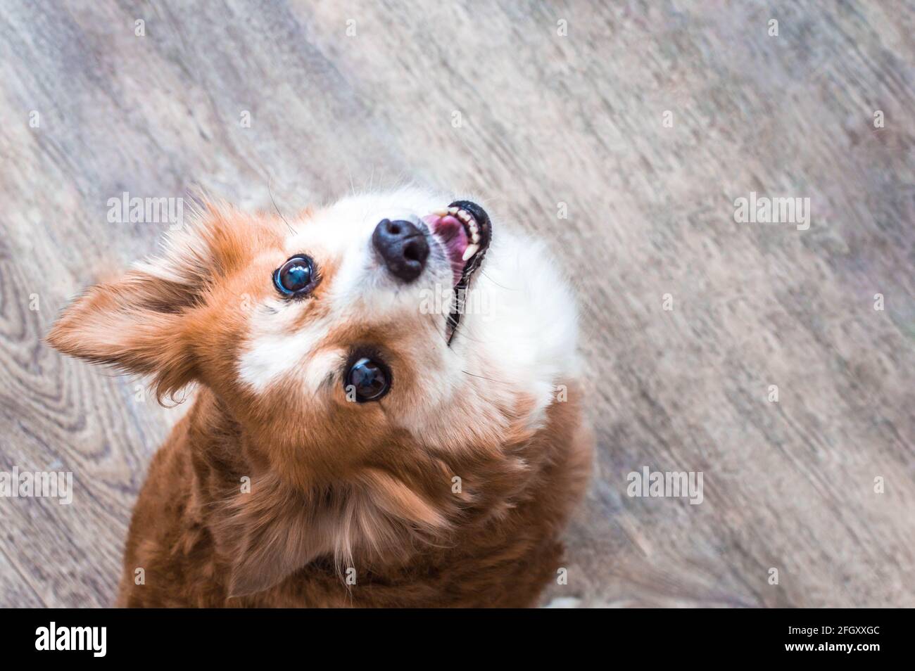 Ritratto di un cane rosso vicino su sfondo grigio. Il cane è carino e divertente. Il cane sorride. Il cane ride. Vista dall'alto Foto Stock
