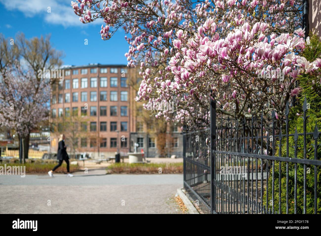 Magnolia in fiore nel parco cittadino di Stromparken durante la primavera a Norrkoping, Svezia Foto Stock