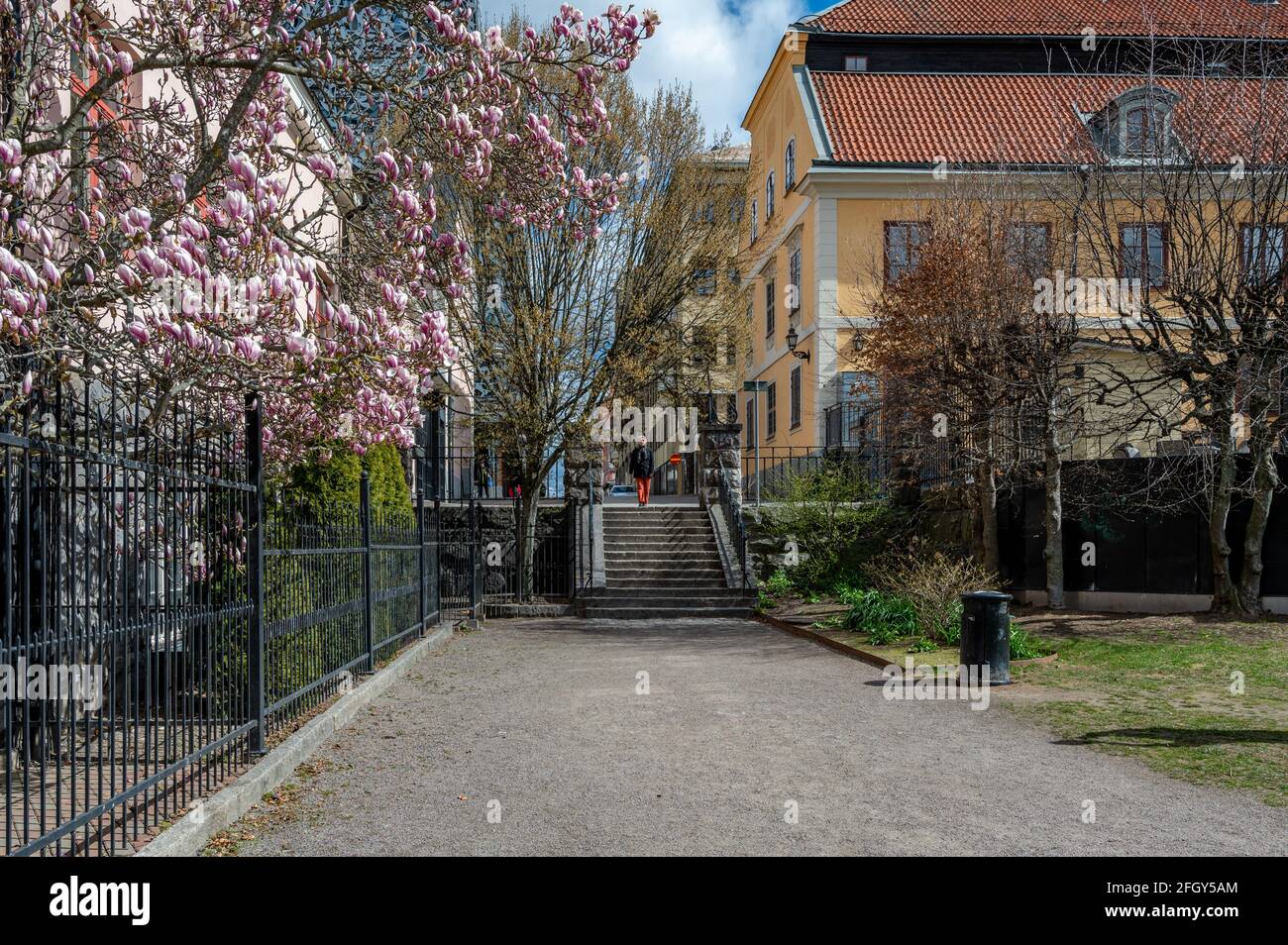 Magnolia in fiore nel parco cittadino di Stromparken durante la primavera a Norrkoping, Svezia Foto Stock