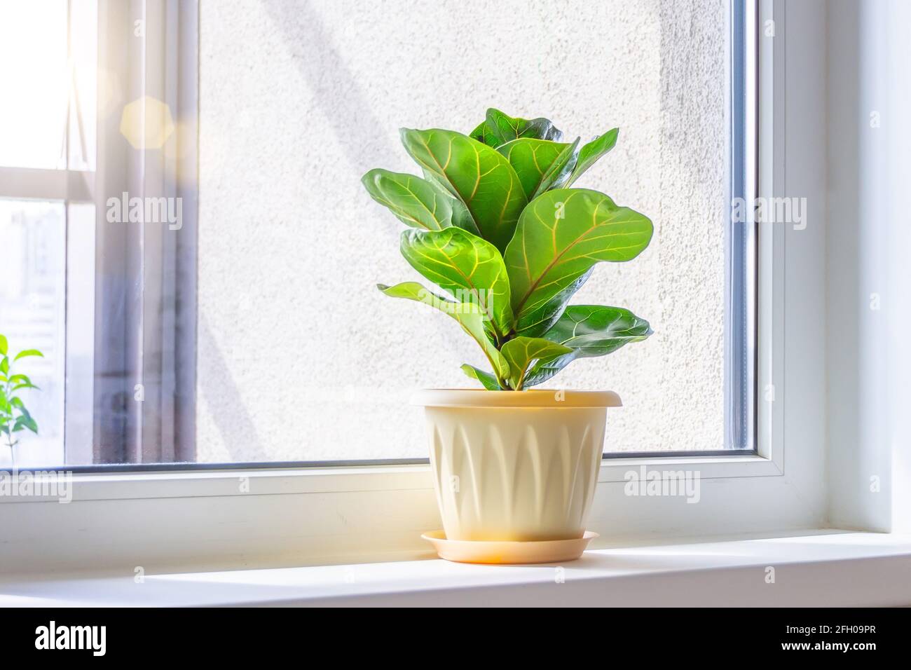 Verde Ficus lyrata bambino pianta sul davanzale di a. camera illuminata dal sole Foto Stock