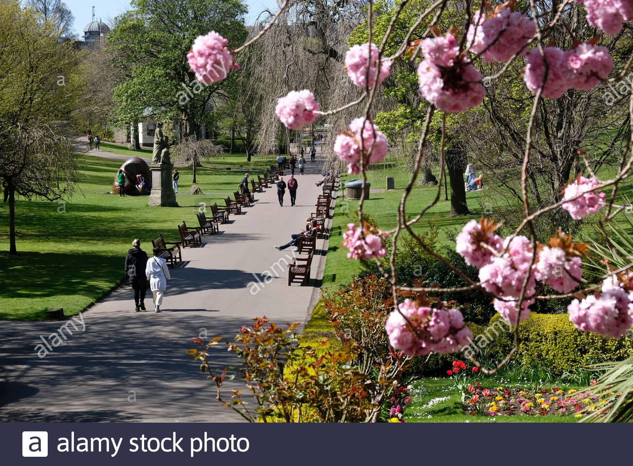 Edimburgo, Scozia, Regno Unito. 25 Aprile 2021. Fiore di ciliegia primaverile nei West Princes Street Gardens in una giornata gloriosa e calda e soleggiata. Credit: Craig Brown/Alamy Live News Foto Stock