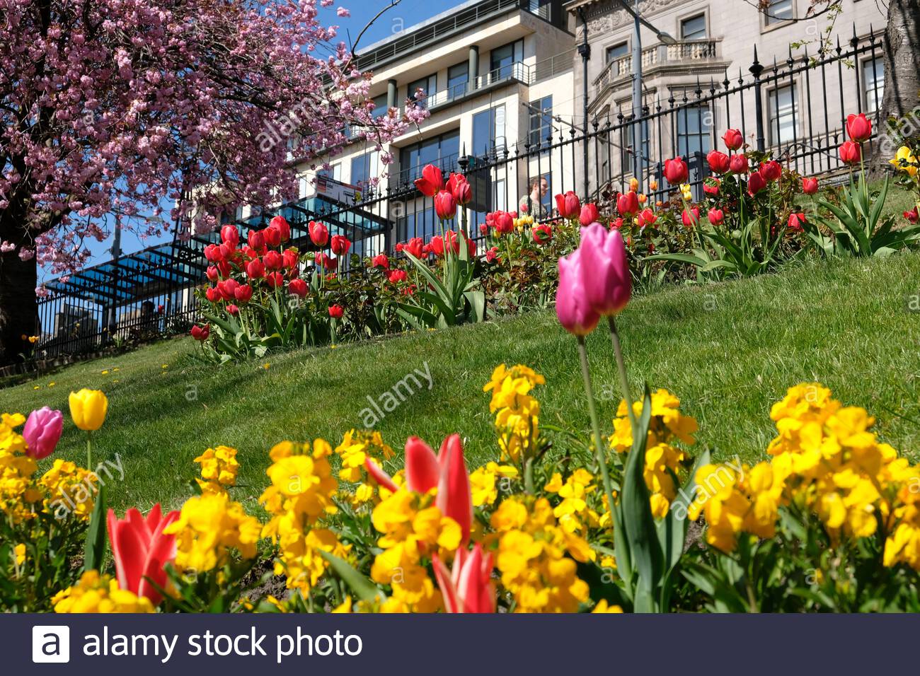 Edimburgo, Scozia, Regno Unito. 25 Aprile 2021. Letti di fiori primaverili in piena fioritura in West Princes Street Gardens in un giorno glorioso caldo e soleggiato. Credit: Craig Brown/Alamy Live News Foto Stock