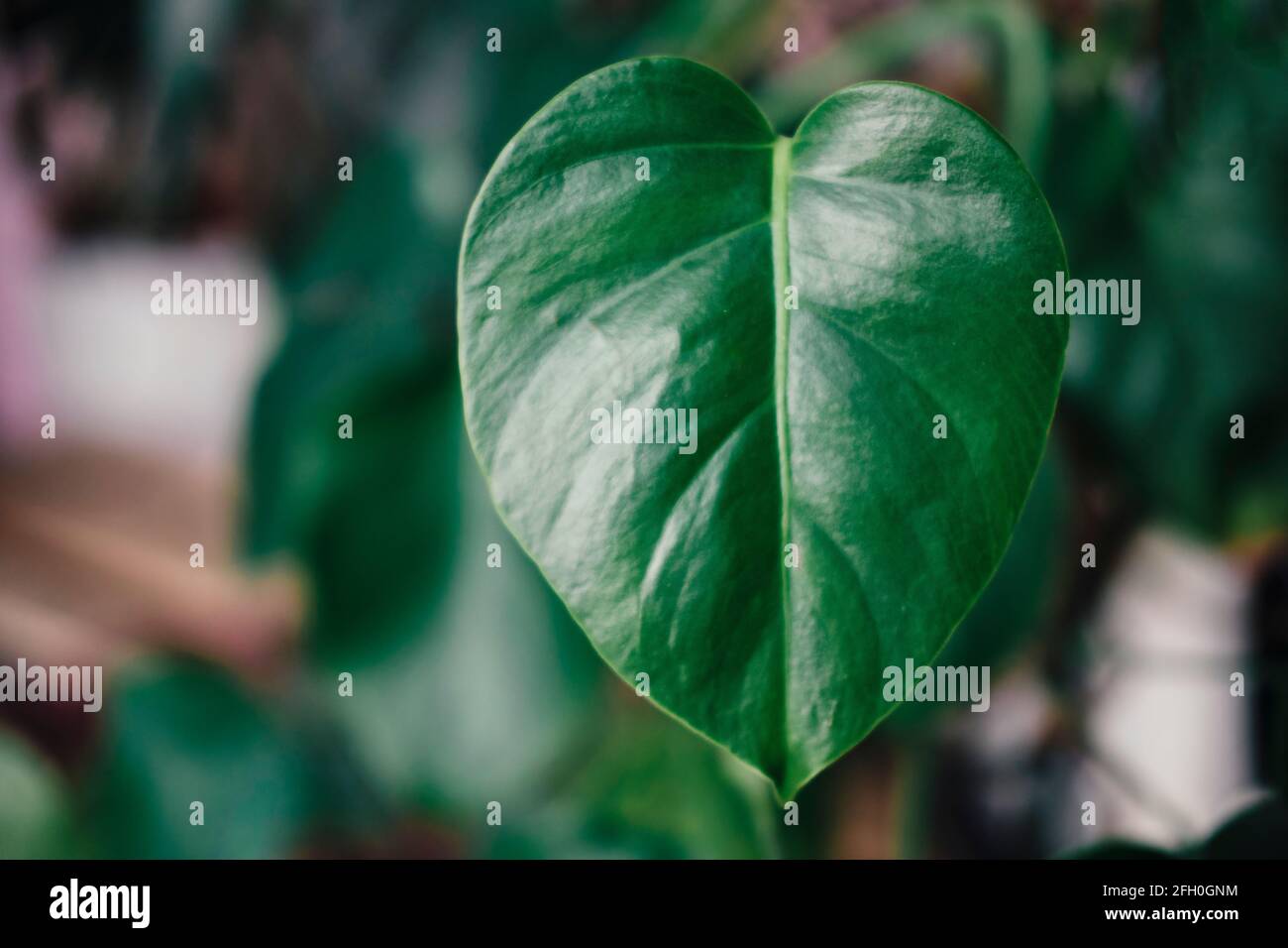 Foglie nuove su una pianta monstera senza buchi Foto stock - Alamy