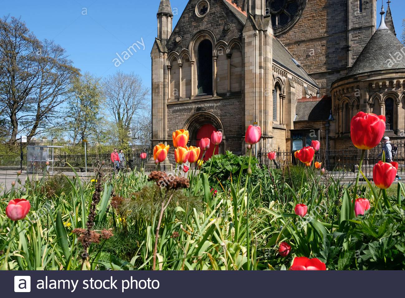 Edimburgo, Scozia, Regno Unito. 25 Aprile 2021. Tulipani in primavera fioriscono al Mansfield Traquair Center in una giornata gloriosa e calda e soleggiata. Credit: Craig Brown/Alamy Live News Foto Stock