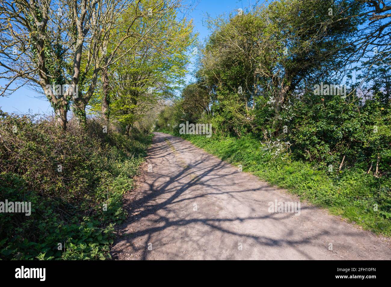 Strada sterrata o pista di campagna senza segnaletica stradale con alberi e siepi che costeggiano la strada nella campagna britannica nel West Sussex, Inghilterra, Regno Unito. Foto Stock