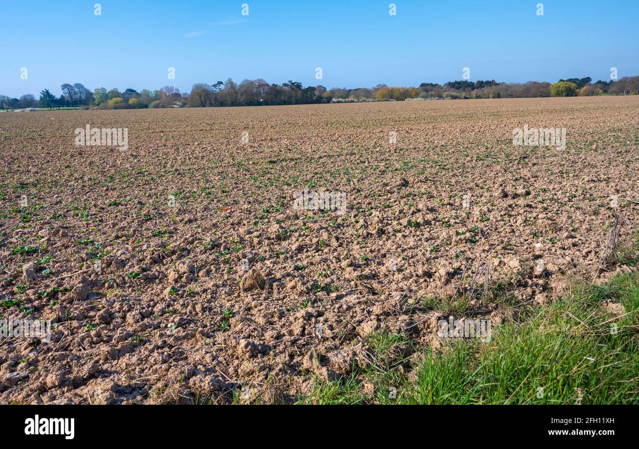 Campo arabile con nulla piantato in primavera nel Sussex occidentale, Inghilterra, Regno Unito. Foto Stock