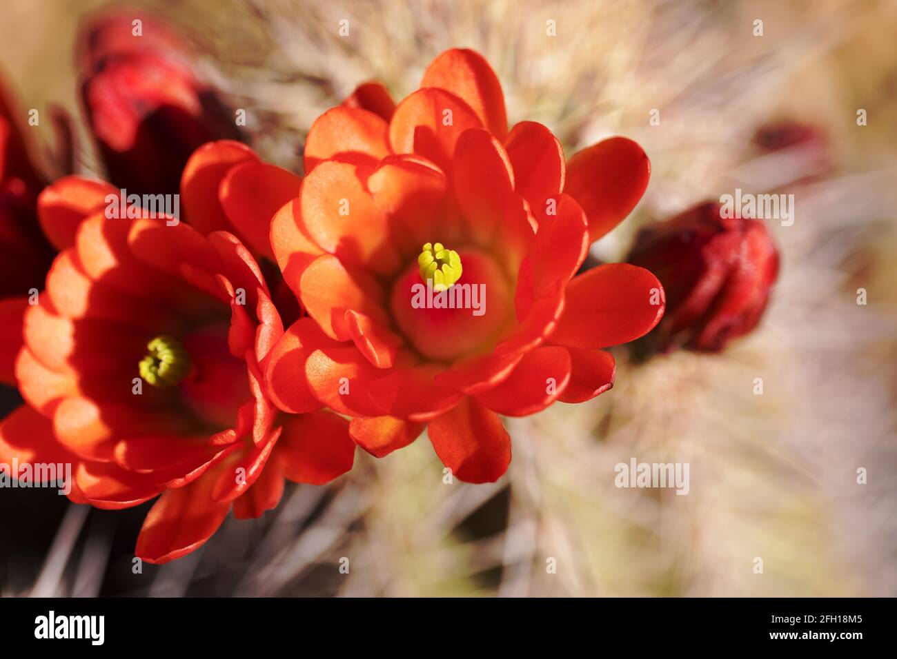 I fiori di Hedgehog Cactus rosso arancio brillante sono cerosi e spettacolari nella regione desertica di Tucson, Arizona. Messa a fuoco selezionata con spazio di copia. Foto Stock