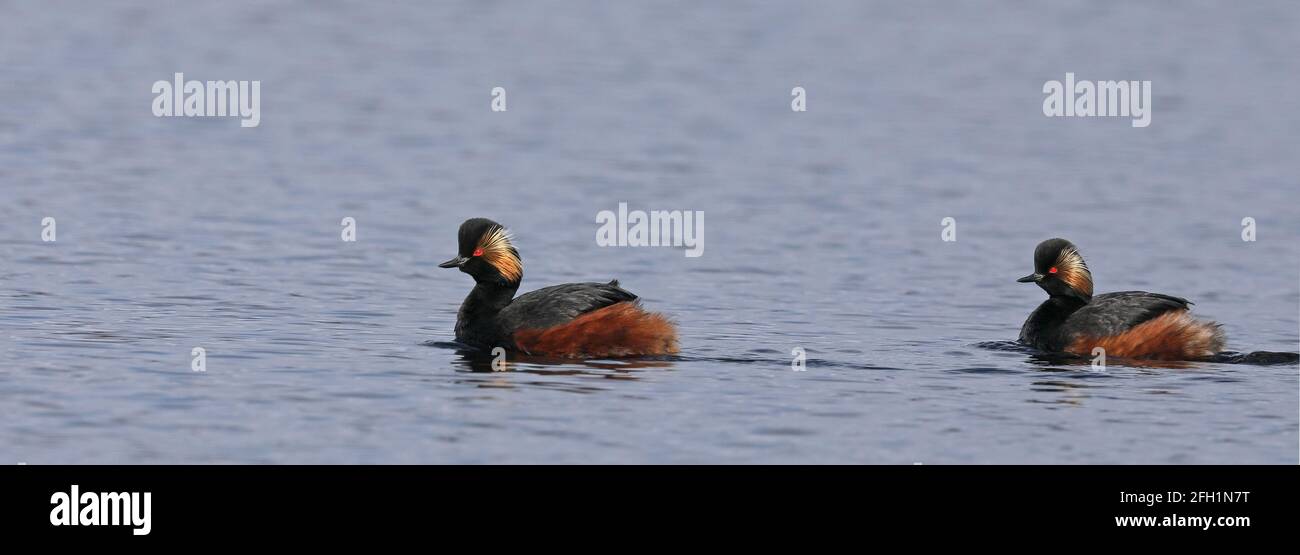 Coppia di verdini a collo nero in piumaggio di allevamento, panoramica Foto Stock