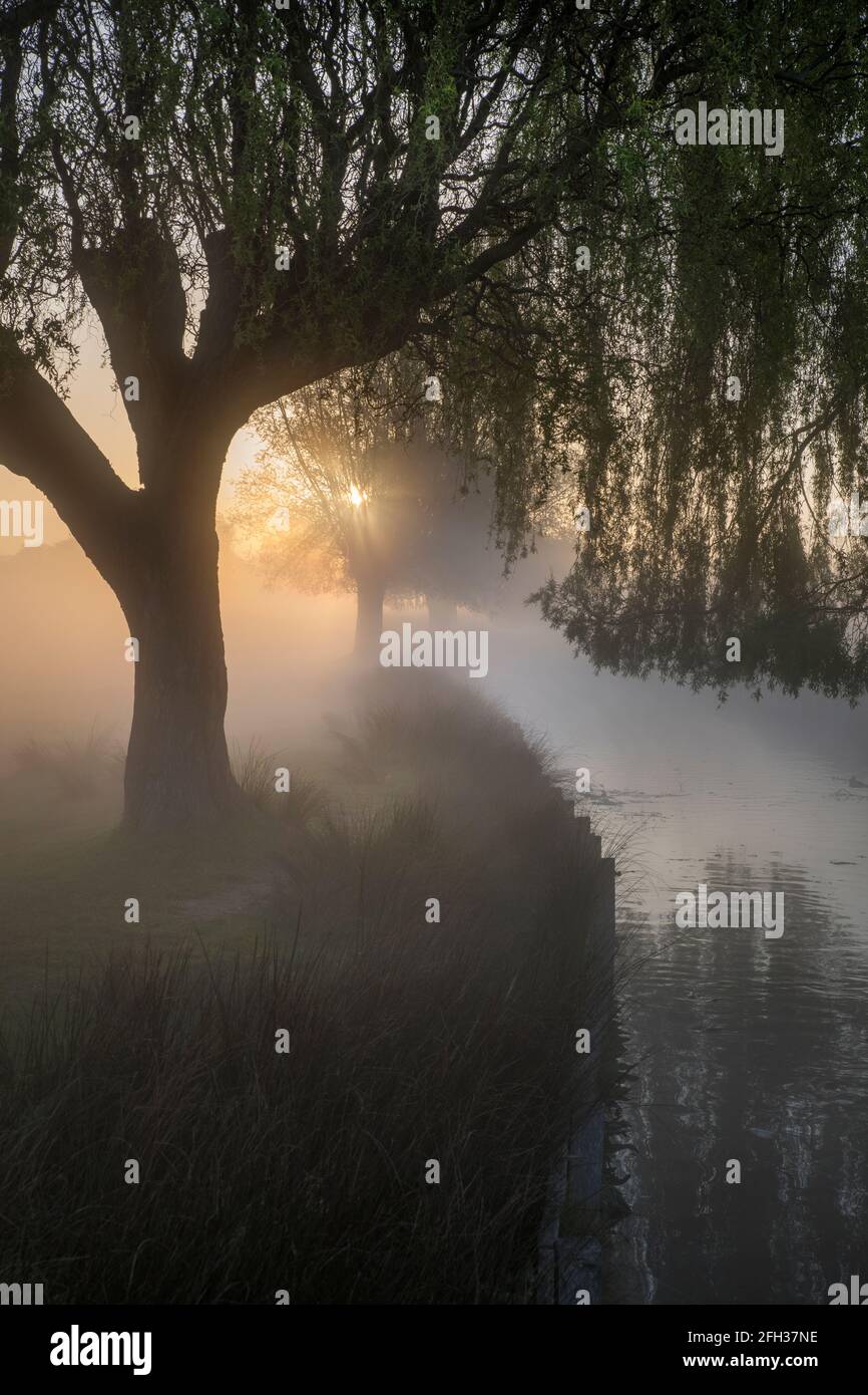 L'alba del mattino crea una luce spooky attraverso la nebbia che si aggiri sull'acqua still Foto Stock