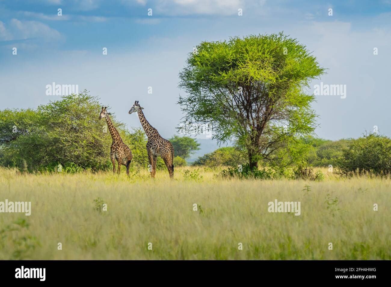 Due giraffe nella savana del Parco Nazionale di Tarangire. Sullo sfondo un grande verde alberi e cespugli contro il cielo luminoso. Foto Stock