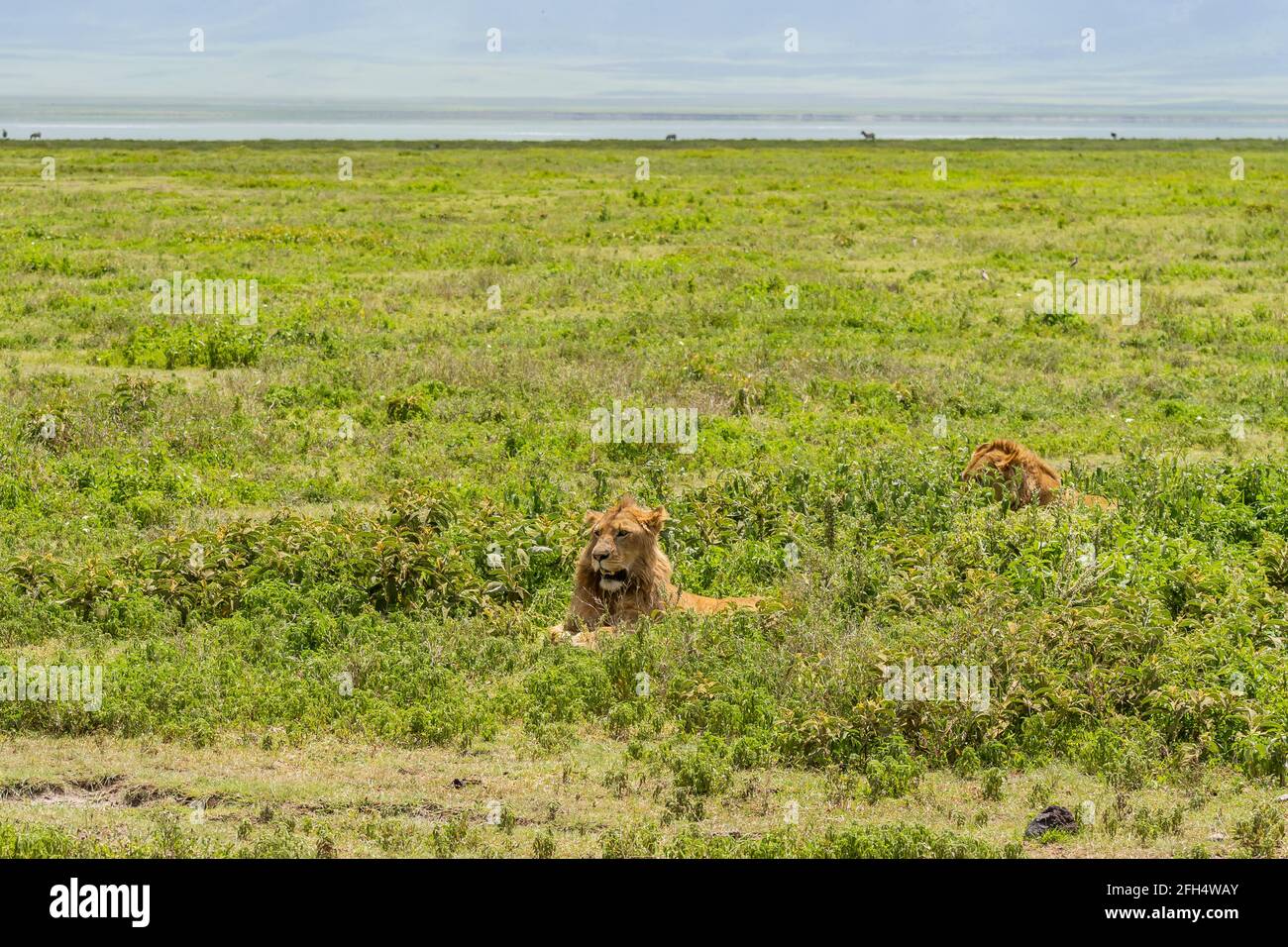 Due bellissimi leoni maschili adulti si trovano sul campo d'erba nella zona di consevazione di Ngorongoro, Serengeti Savanna Tanzania - safari africano safari di avvistamento della fauna selvatica Foto Stock